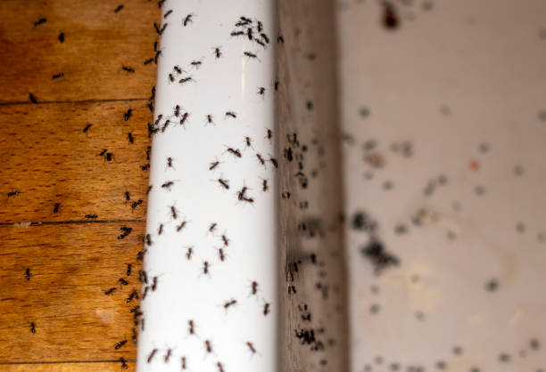 Best Commercial Pest Control Services  in Silver Spring, MD