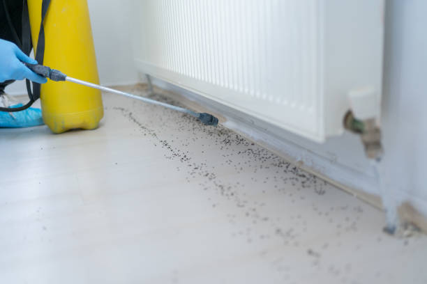 Best Ant Control Services  in Silver Spring, MD